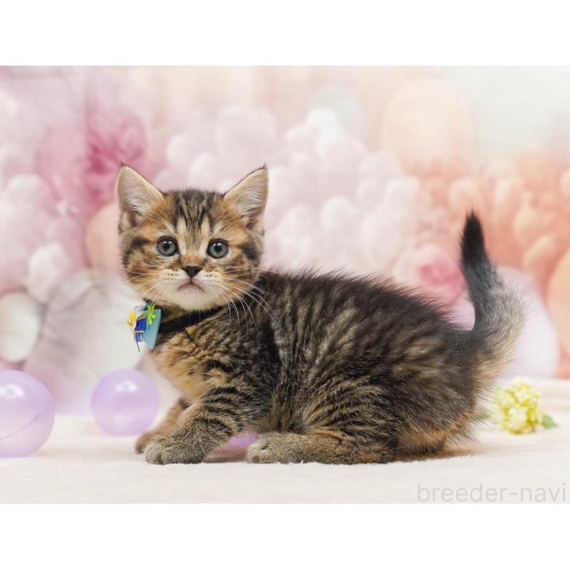 販売中の埼玉県のミヌエット-135720の3枚目