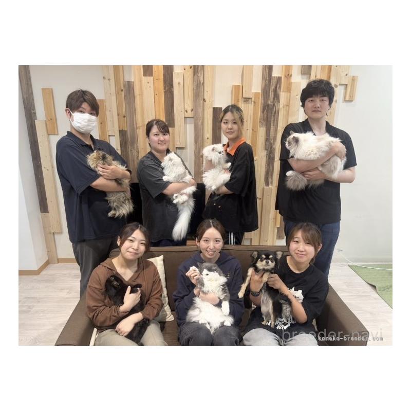 販売中の埼玉県のミヌエット-135718の11枚目