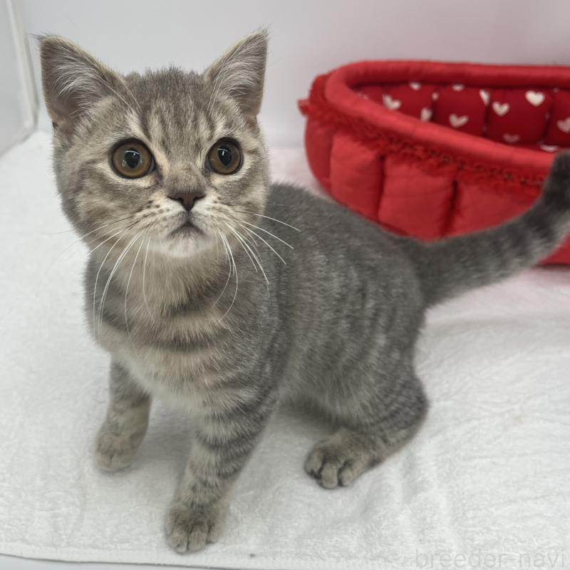 販売中の愛知県のブリティッシュショートヘア-134561の5枚目