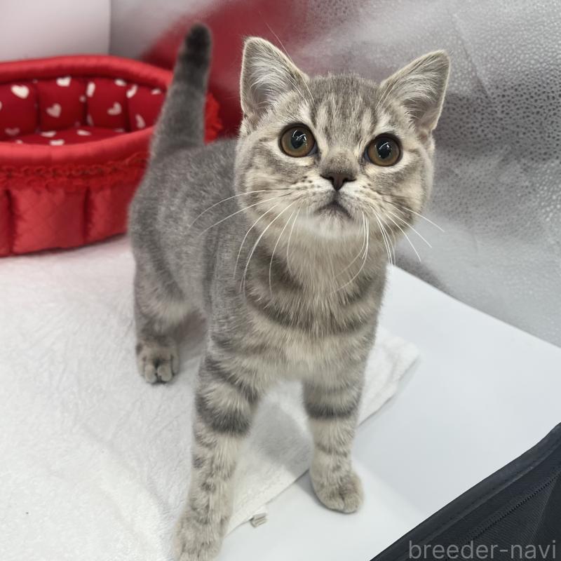 販売中の愛知県のブリティッシュショートヘア-134561の4枚目