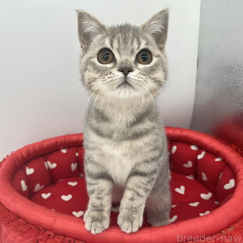 販売中の愛知県のブリティッシュショートヘア-134561の3枚目