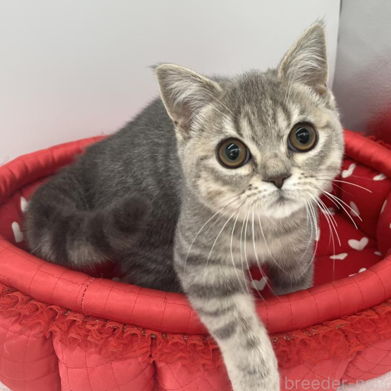 販売中の愛知県のブリティッシュショートヘア-134561