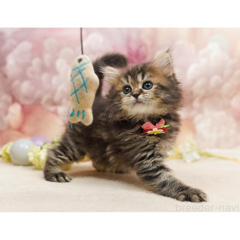 販売中の埼玉県のミヌエット-135718の9枚目