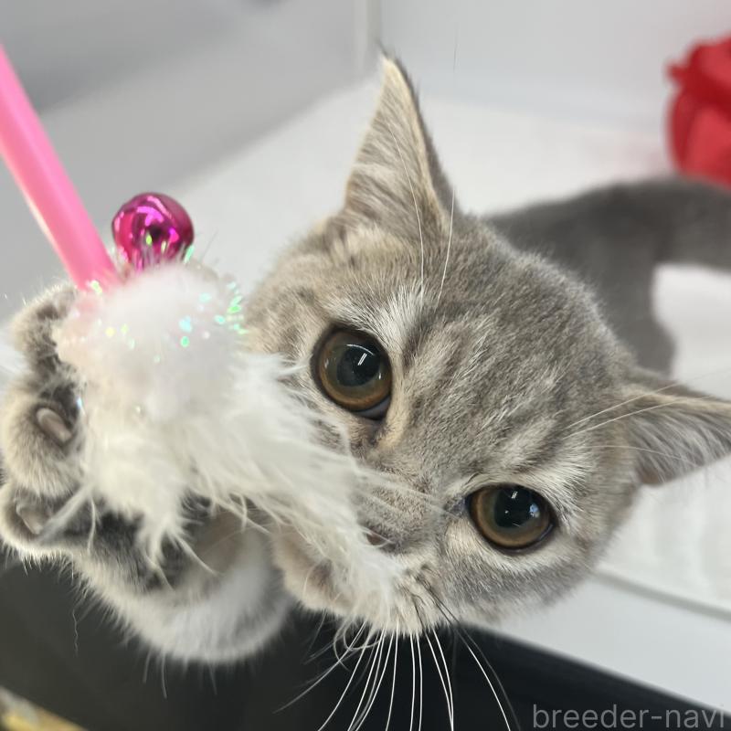 販売中の愛知県のブリティッシュショートヘア-134561の2枚目