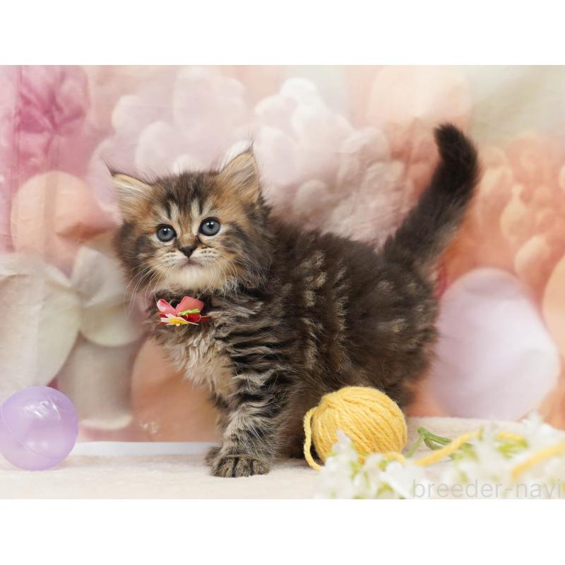 販売中の埼玉県のミヌエット-135718の7枚目