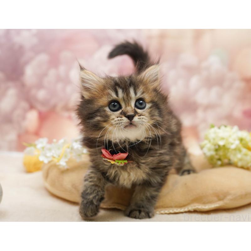 販売中の埼玉県のミヌエット-135718の6枚目