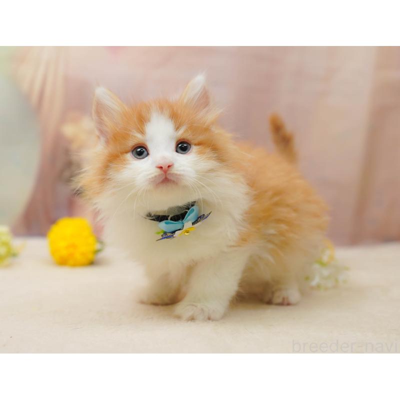 販売中の茨城県のノルウェージャンフォレストキャット-134630の8枚目