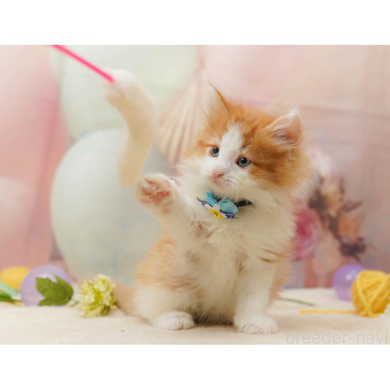 販売中の茨城県のノルウェージャンフォレストキャット-134630の6枚目