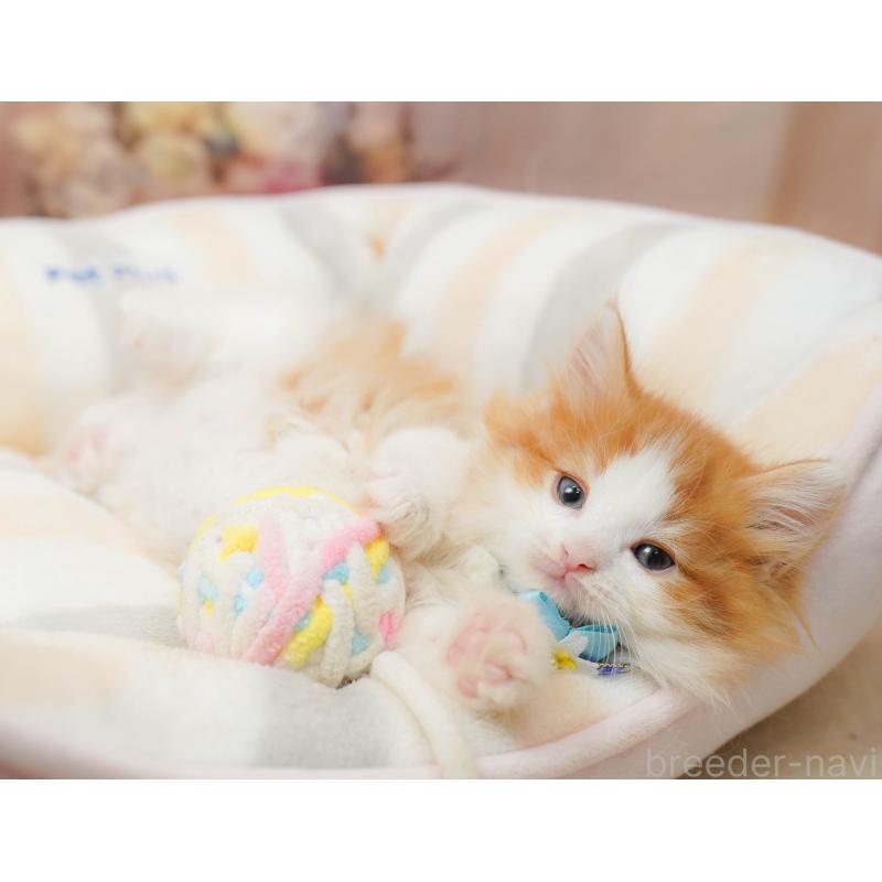 販売中の茨城県のノルウェージャンフォレストキャット-134630の5枚目