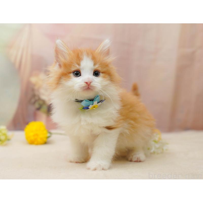 販売中の茨城県のノルウェージャンフォレストキャット-134630の4枚目