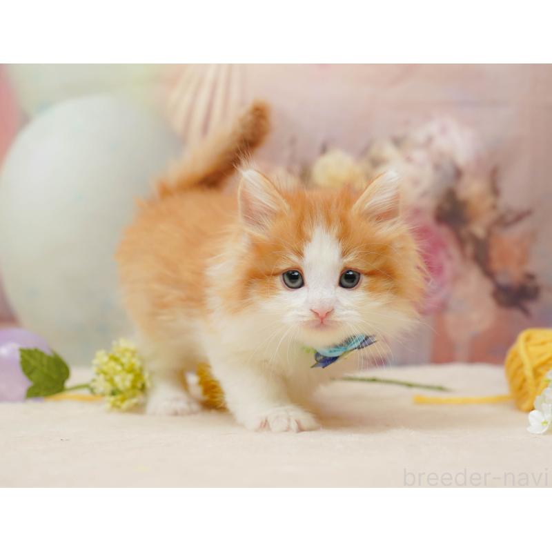 販売中の茨城県のノルウェージャンフォレストキャット-134630の3枚目