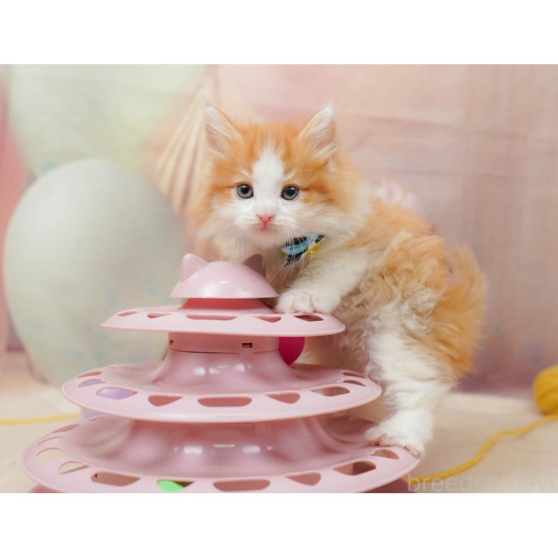 販売中の茨城県のノルウェージャンフォレストキャット-134630の2枚目