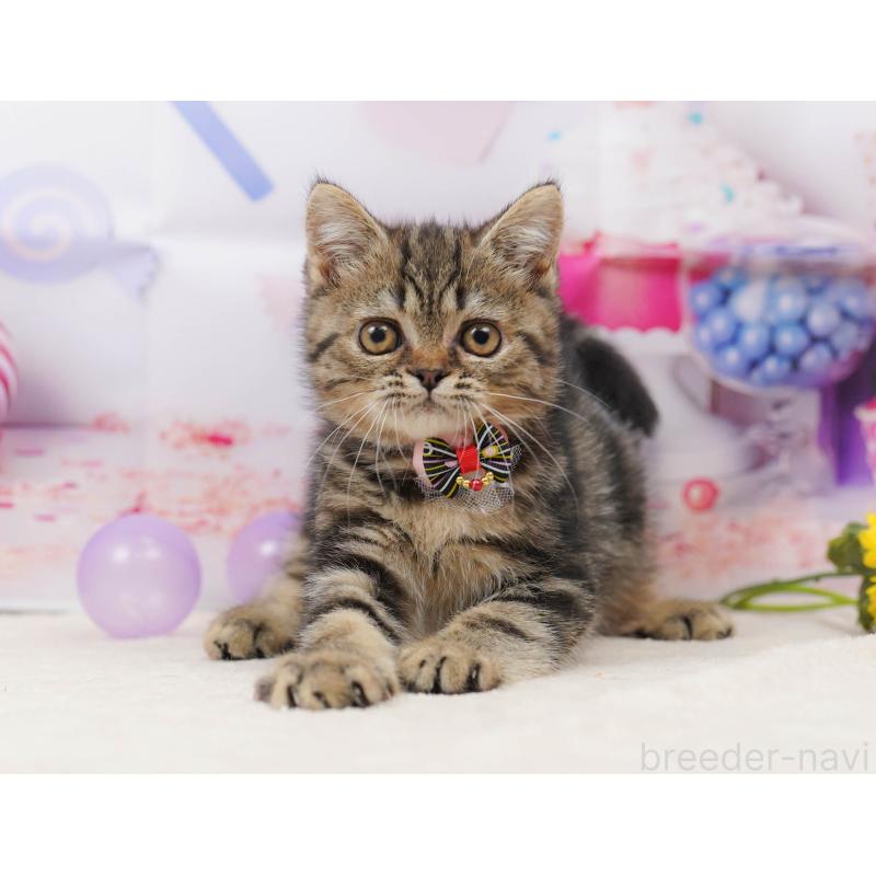 販売中の千葉県のミヌエット-134718