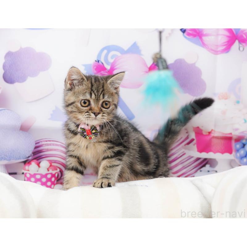 販売中の千葉県のミヌエット-134718の9枚目