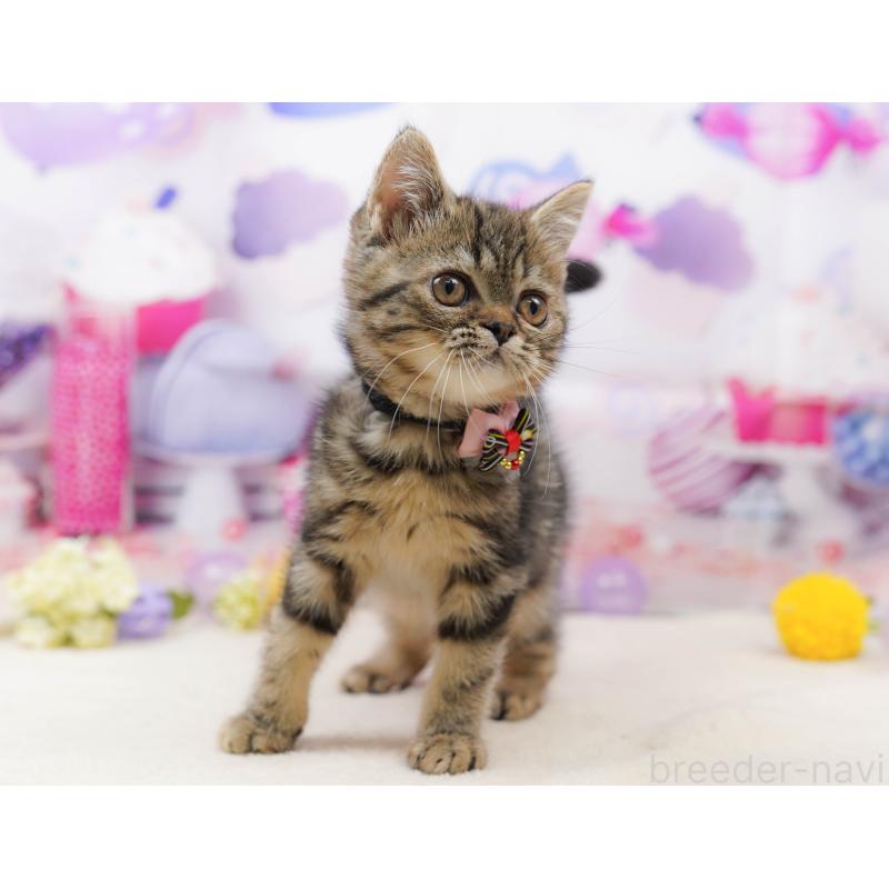 販売中の千葉県のミヌエット-134718の6枚目