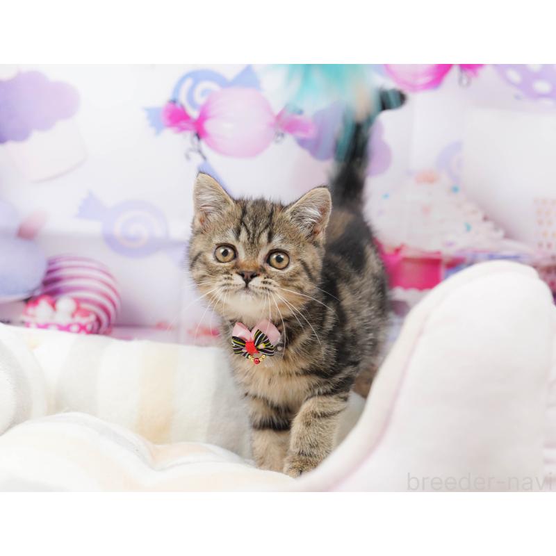 販売中の千葉県のミヌエット-134718の5枚目