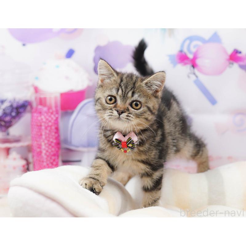 販売中の千葉県のミヌエット-134718の3枚目