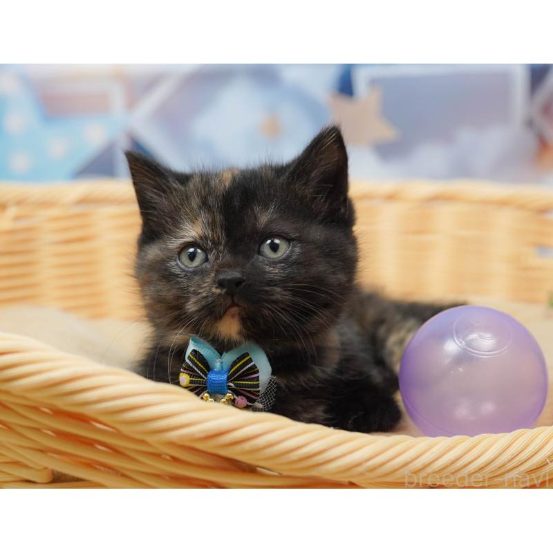 販売中の千葉県のミヌエット-134717