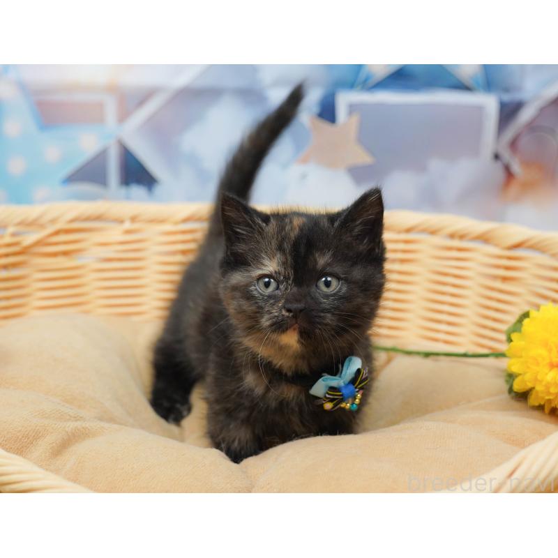 販売中の千葉県のミヌエット-134717の9枚目