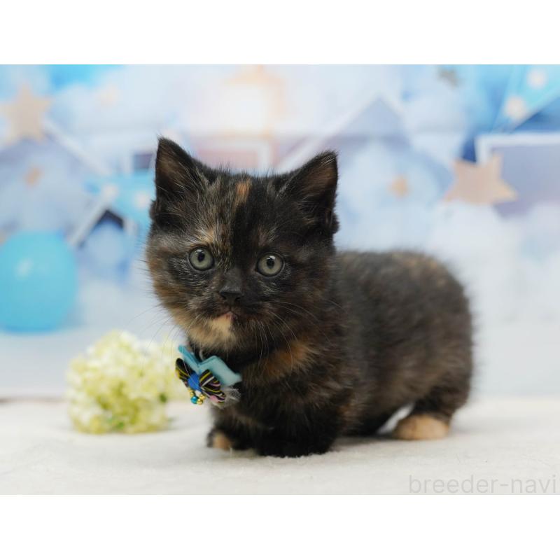 販売中の千葉県のミヌエット-134717の8枚目