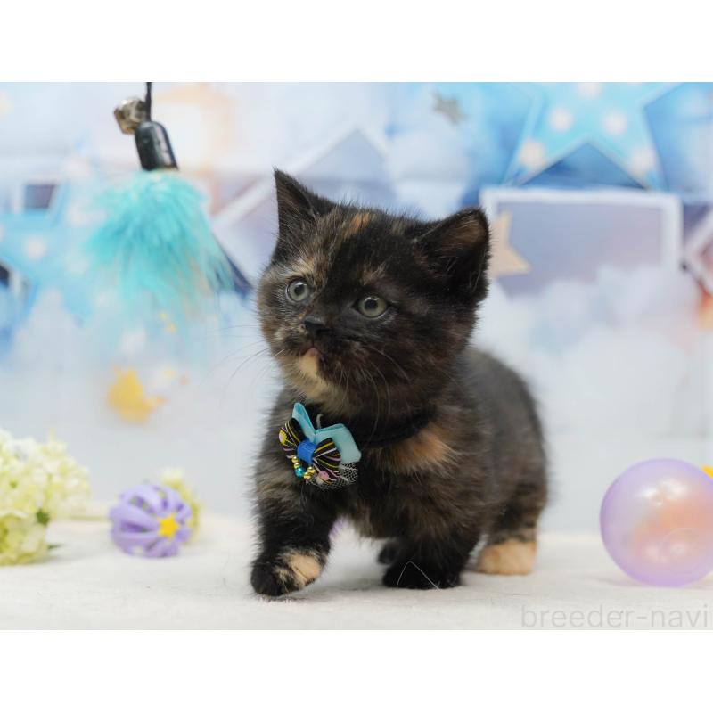 販売中の千葉県のミヌエット-134717の7枚目