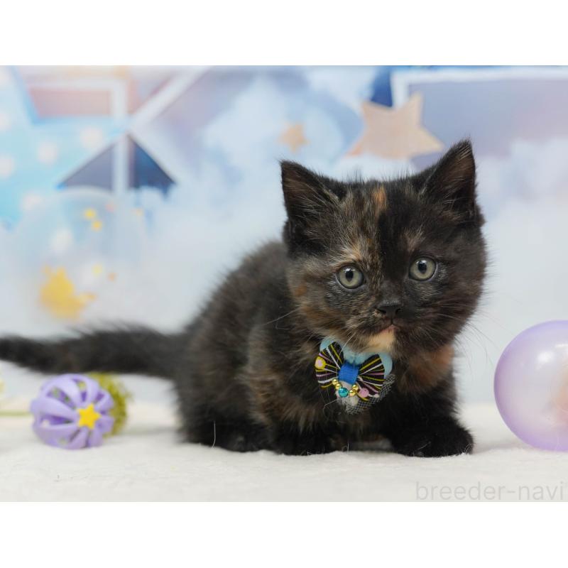 販売中の千葉県のミヌエット-134717の5枚目