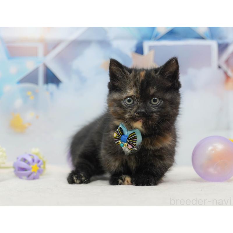 販売中の千葉県のミヌエット-134717の3枚目