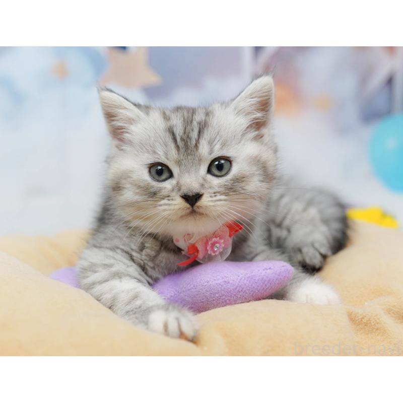 販売中の千葉県のミヌエット-134713