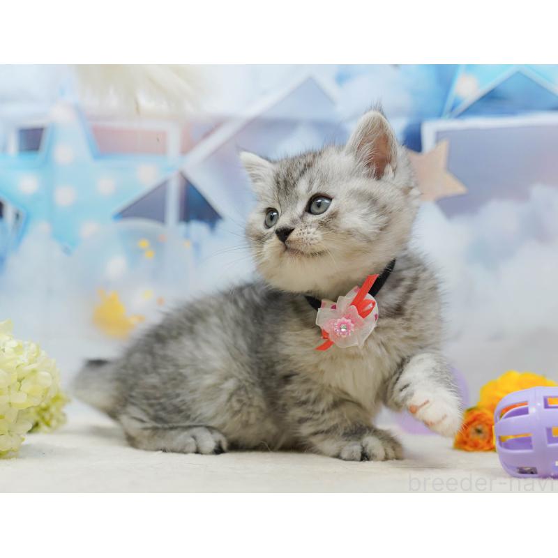 販売中の千葉県のミヌエット-134713の7枚目