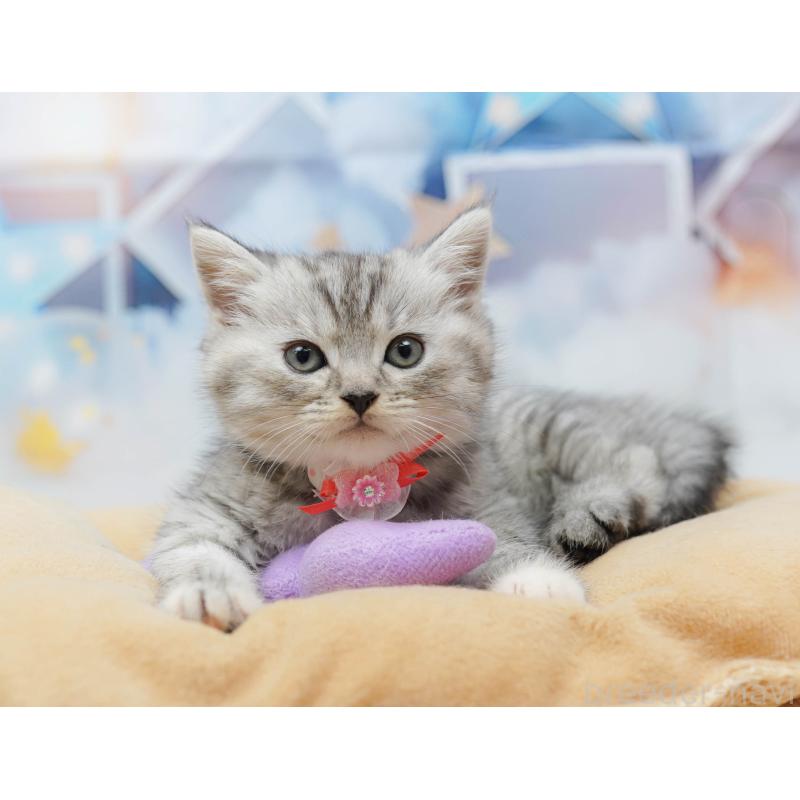 販売中の千葉県のミヌエット-134713の5枚目