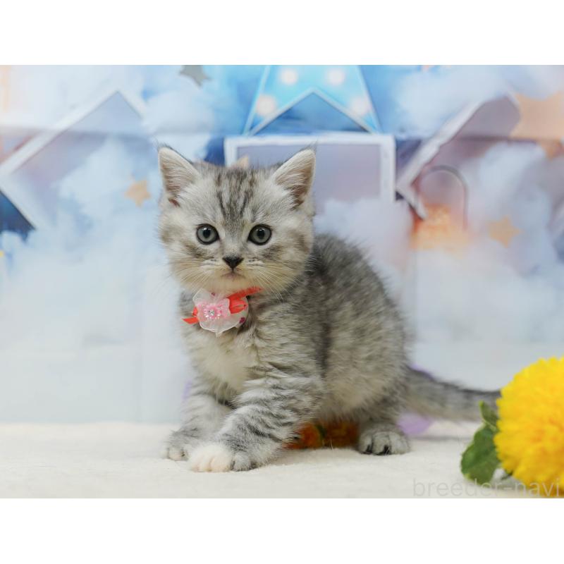 販売中の千葉県のミヌエット-134713の3枚目