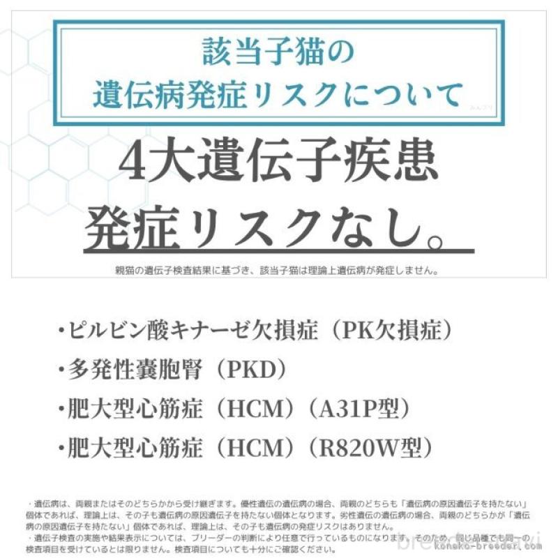 販売中の千葉県のミヌエット-134711の16枚目