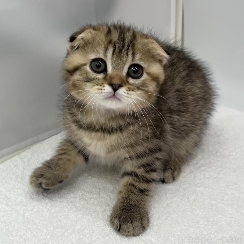 販売中の愛知県のスコティッシュフォールド(折れ耳)-134562の1枚目