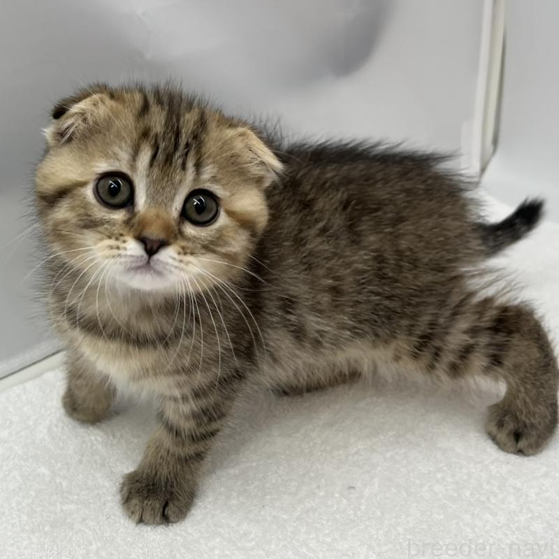 販売中の愛知県のスコティッシュフォールド(折れ耳)-134562の3枚目