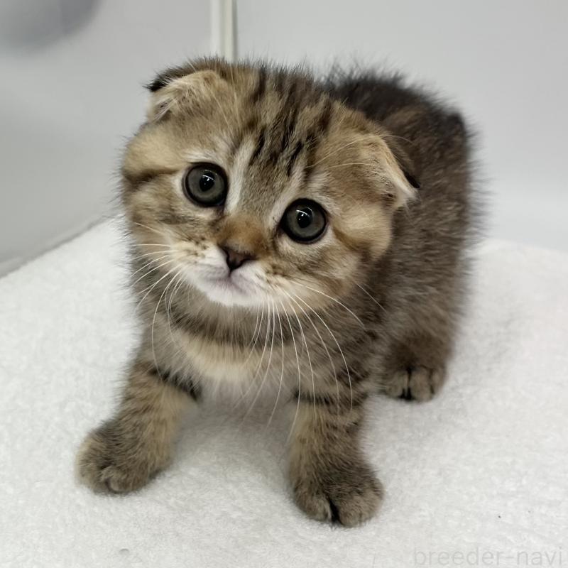販売中の愛知県のスコティッシュフォールド(折れ耳)-134562の2枚目