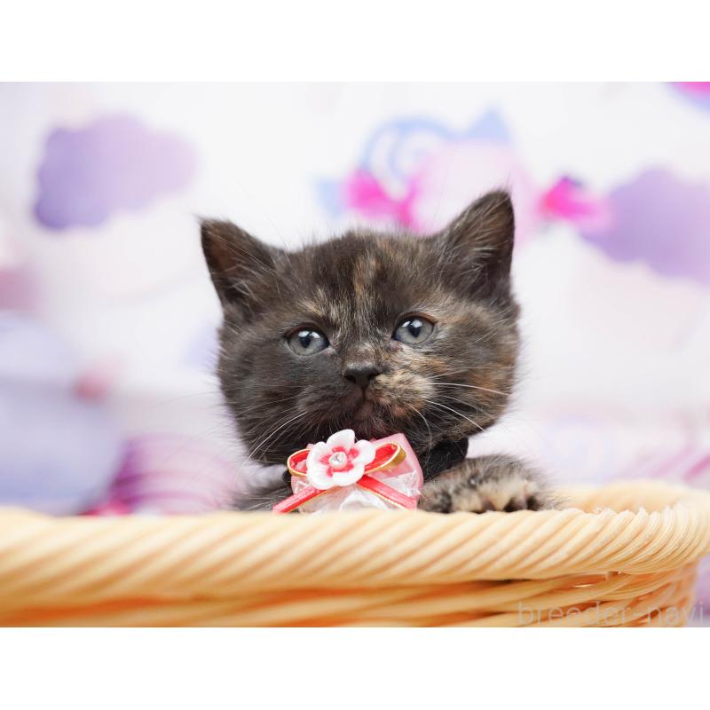 販売中の千葉県のミヌエット-134711の1枚目