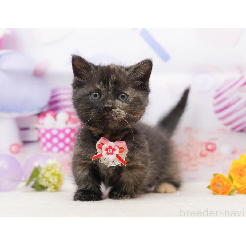 販売中の千葉県のミヌエット-134711の9枚目