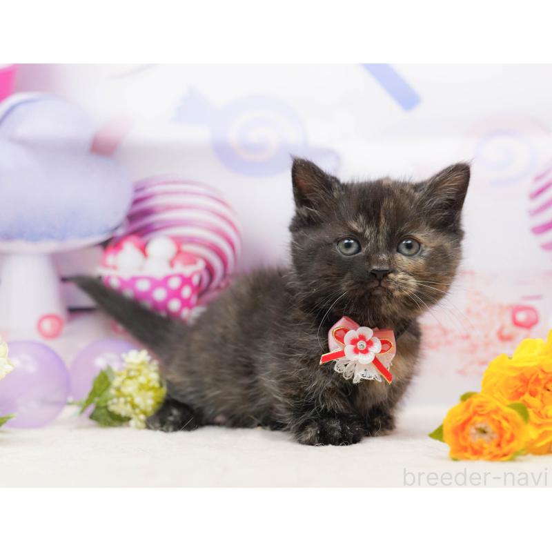 販売中の千葉県のミヌエット-134711の8枚目