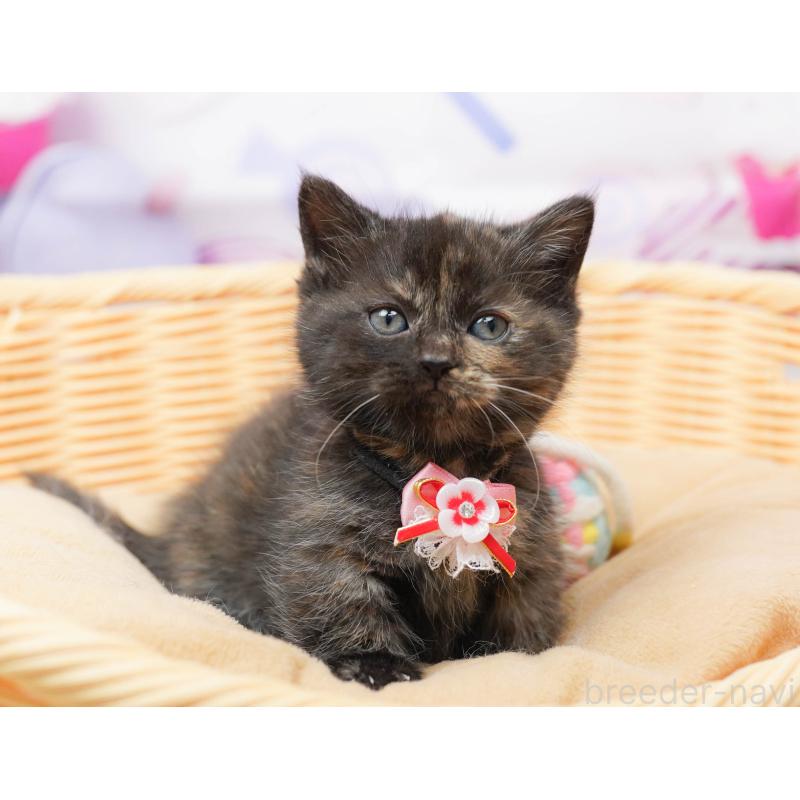 販売中の千葉県のミヌエット-134711の6枚目