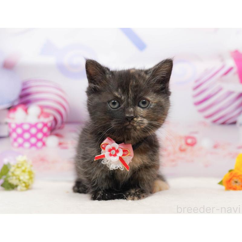 販売中の千葉県のミヌエット-134711の3枚目