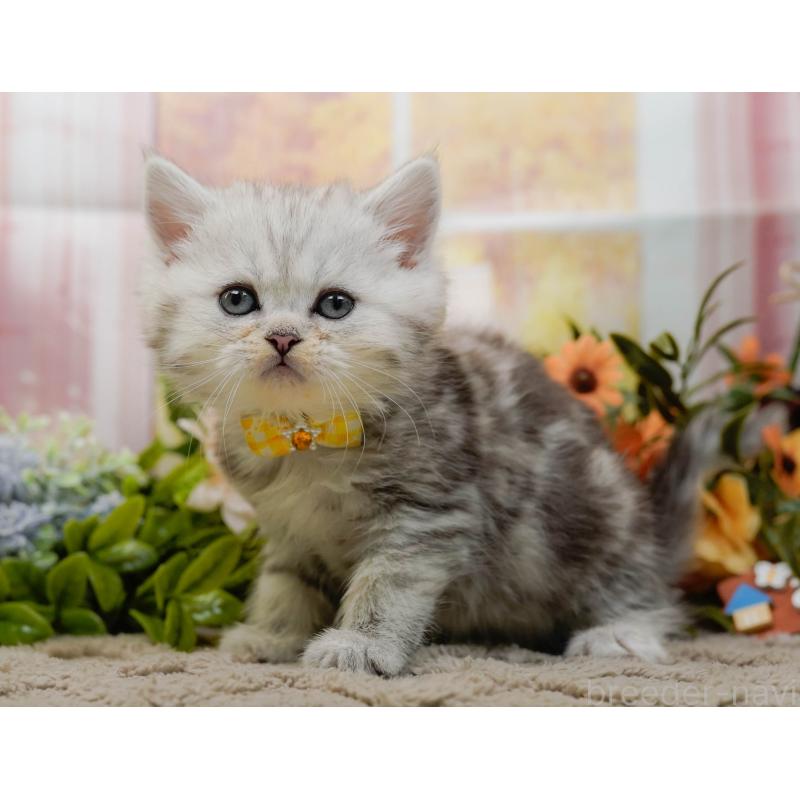 販売中の神奈川県のミヌエット-134731の15枚目