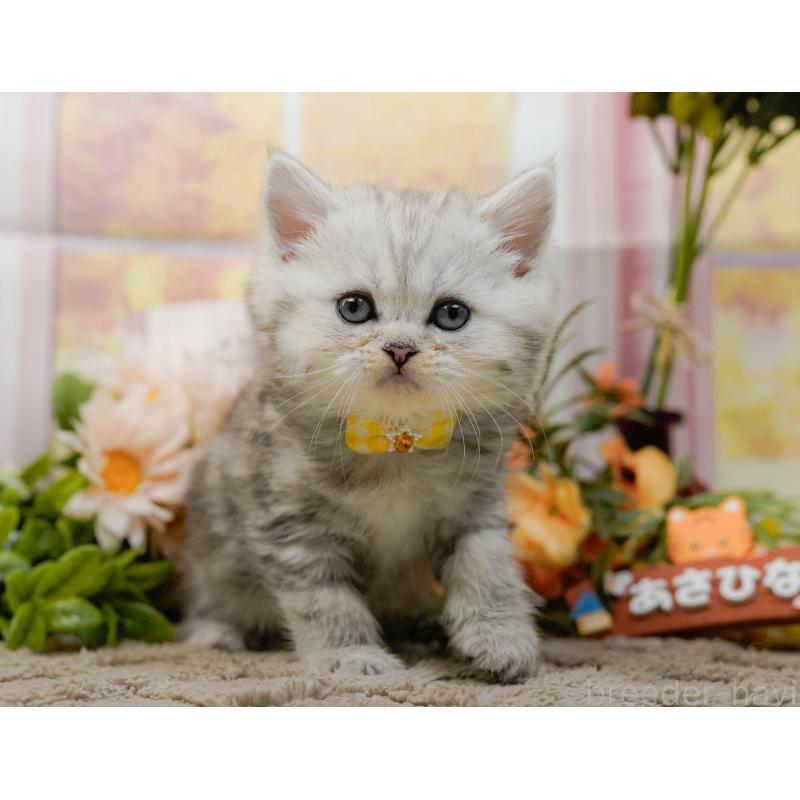 販売中の神奈川県のミヌエット-134731の14枚目