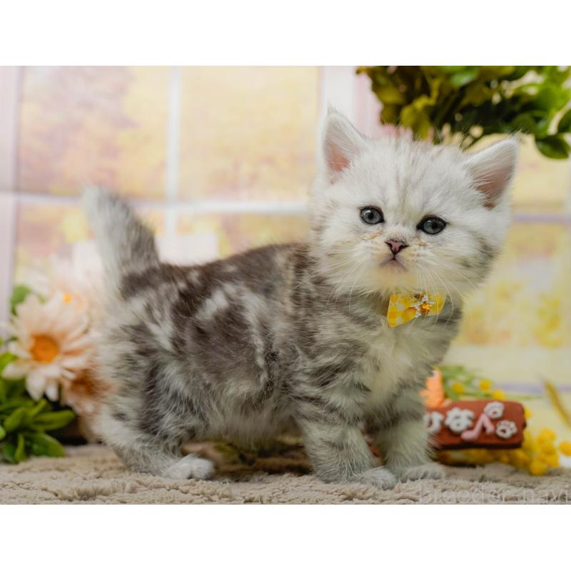 販売中の神奈川県のミヌエット-134731の13枚目