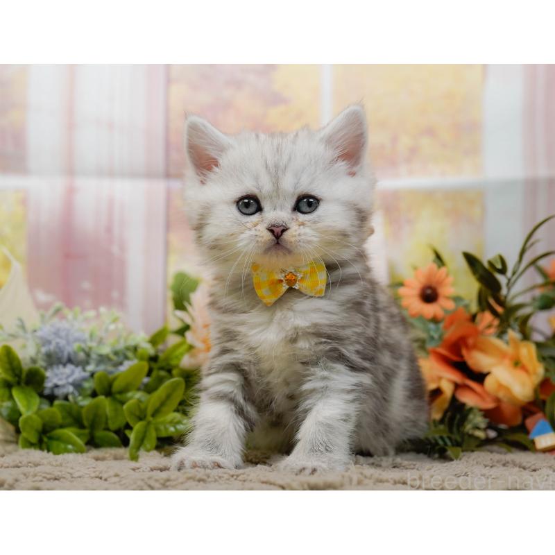 販売中の神奈川県のミヌエット-134731の12枚目