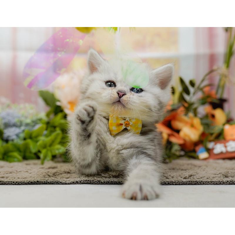 販売中の神奈川県のミヌエット-134731の10枚目