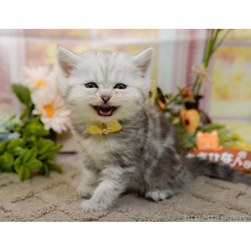 販売中の神奈川県のミヌエット-134731の8枚目