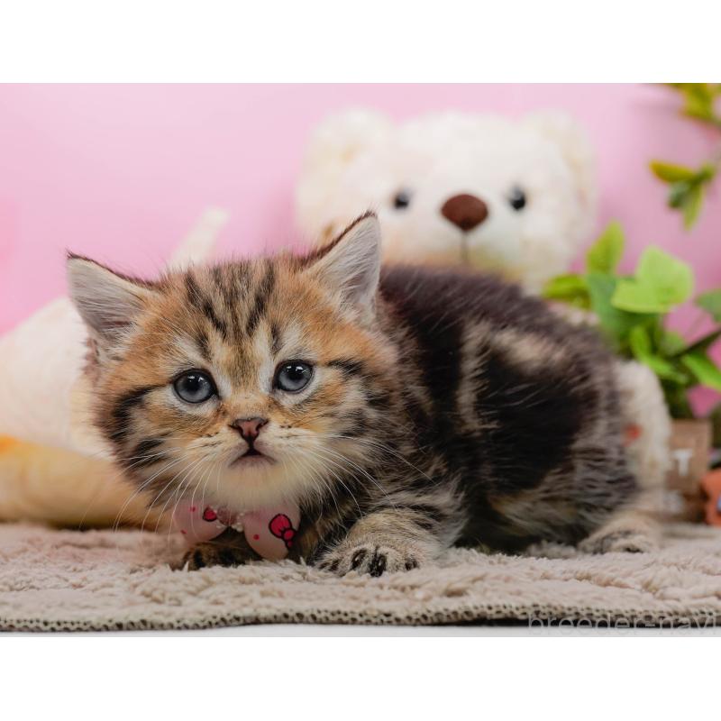 販売中の神奈川県のミヌエット-134732の13枚目