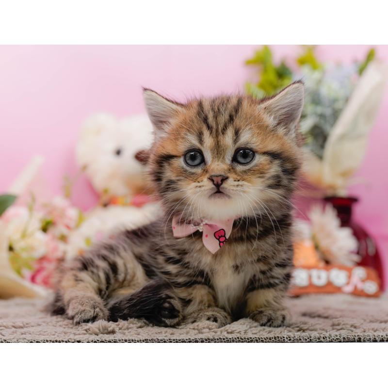 販売中の神奈川県のミヌエット-134732の11枚目