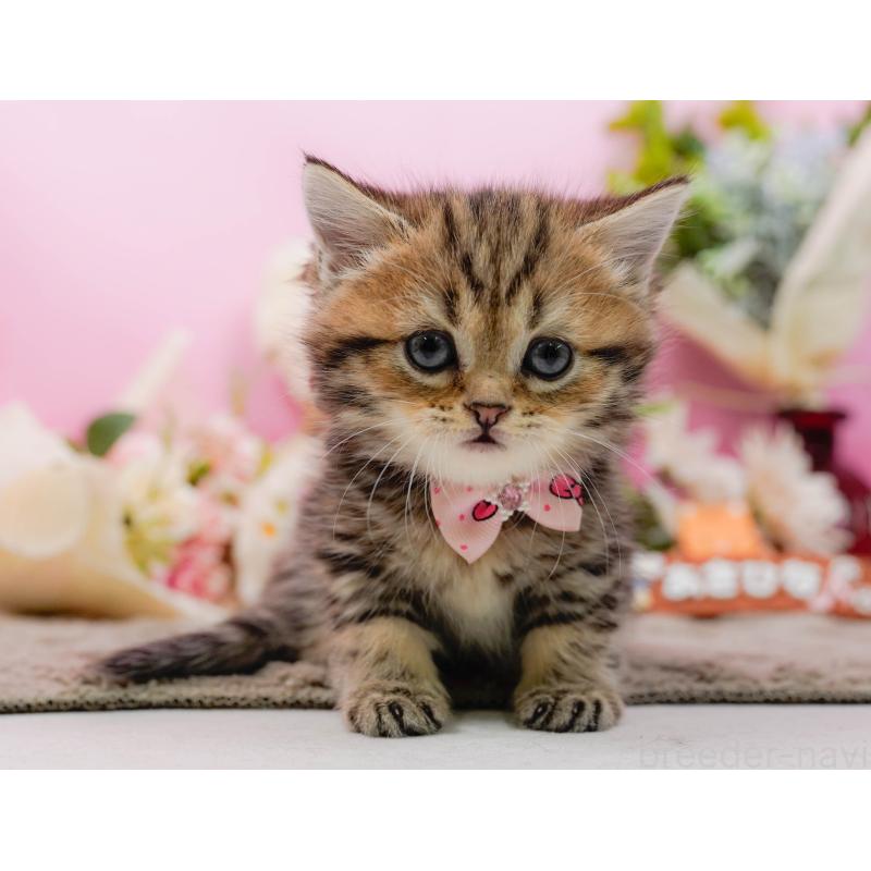 販売中の神奈川県のミヌエット-134732の10枚目