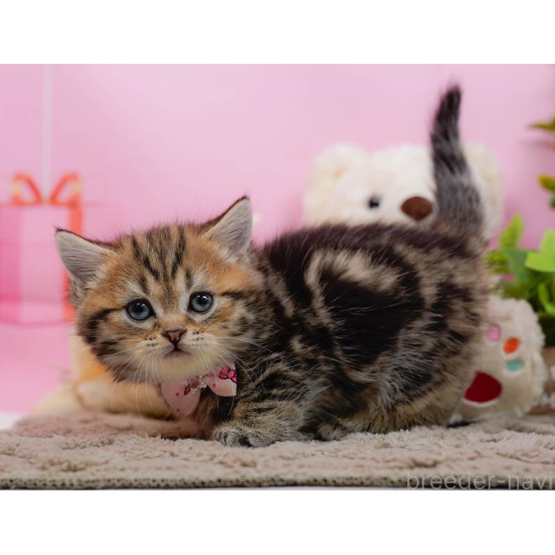 販売中の神奈川県のミヌエット-134732の9枚目